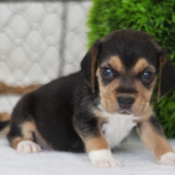 Jake/Beagle/Male/5 Weeks,Look no further! You have found your new baby boy. Jake is exactly what you have been looking for, perfect in every way. He loves playing ball in the yard and is always up for movie-time. He is just waiting for that perfect family to make him theirs. Don’t miss out on this handsome baby boy. He will be sure to come home to you up to date on his puppy vaccinations and vet checks. What are you waiting for? Make this cuddle bug yours today.