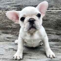 Jules/French Bulldog/Female/14 Weeks,"Hi! My name is Jules! I want to be your new best friend! I am up for anything fun, whether it is going for a walk or curling up to watch movies all day! I will be right by your side! Look no further! Pick me! I’m the little girl for you! I will come up to date on my vaccinations and vet checked from head to tail. You’ll just want to have me in your arms all day. Oh! I just can’t wait. Make me yours today! My bags are packed and ready to go!”