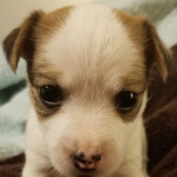 Angel/Jack Russell Terrier/Female/4 Weeks,“Aren't you excited? I know I am! I just met my fur-ever family and it's you. I am overjoyed because I can already imagine all of the fun that we will have together. We can go for walks around the town, or if our legs get too tired we can go for a ride around in the car. I love watching the people and buildings fly by through the window! If you want to stay at home, we can play out in the yard and I can even teach you how to play fetch! It's easy, I promise. Before coming home to you, I will even be up to date on my puppy vaccinations and I will be completely vet checked, so we can get right to the good stuff once I get there. I am so ready to make memories with you so hurry and bring me home!”
