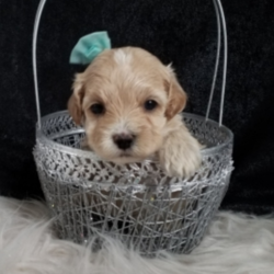 Spot/Maltipoo/Male/4 Weeks,You have searched far and wide for a puppy this amazing and it seems that your search has finally ended. Spot is the kind of puppy that you will only come across once in your lifetime, so you can't let the chance to take him home slip through your fingers. Spot is loving, sweet, smart, and if all of that doesn't convince you, then just look at his adorable face! Spot is ready to go, so make your home that much better by bringing him to yours today!