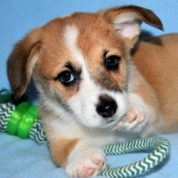 Diesel/Pembroke Welsh Corgi/Male/10 Weeks,Don’t you just have to know this cutie’s name? Well it’s Diesel, and he is just waiting for you to give him that forever home he is looking for. Diesel is the life of the party and will keep you smiling. He is a true cutie. This handsome baby boy will be sure to come home to you happy, healthy, and ready to play. Diesel will be sure to come home to you up to date on his puppy vaccinations and vet visits. Don’t let this handsome baby boy slip away from you. He will be sure to make that perfect loving addition that you have been searching for.