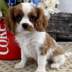 Steele/Cavalier King Charles Spaniel/Male/11 Weeks,“Hi, I'm Steele and I will just do everything I can to make you happy. I will just fill your life with love and kisses. Imagine all the cool things we can do together! And when we're done, we’ll cuddle together. I will arrive up to date on vaccinations and vet checked from head to tail. I can't wait to meet you! Oh, and did I mention that I give world-famous puppy kisses? Don’t miss out on them!”