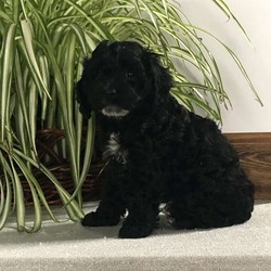 Bertha/Cockapoo/Female/7 Weeks,Meet Bertha, a darling Cockapoo puppy ready to snuggle up with you! This happy pup is vet checked, up to date on shots and wormer, plus comes with a health guarantee provided by the breeder. Bertha is family raised with children and would make a heartwarming addition to anyone’s family. To find out more about this vibrant pup, please contact Daniel today!