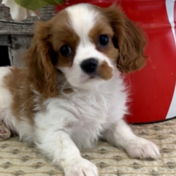 Steele/Cavalier King Charles Spaniel/Male/11 Weeks,“Hi, I'm Steele and I will just do everything I can to make you happy. I will just fill your life with love and kisses. Imagine all the cool things we can do together! And when we're done, we’ll cuddle together. I will arrive up to date on vaccinations and vet checked from head to tail. I can't wait to meet you! Oh, and did I mention that I give world-famous puppy kisses? Don’t miss out on them!”