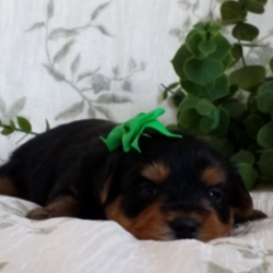 Willy/Yorkshire Terrier/Male/3 Weeks,“Hi! It sure is nice to meet you! My name is Willy and I am looking for a friend like no other. Hopefully, a friend like you! I just know you'll love me. I'm playful, smart, and I give grade-A puppy kisses. We'll have tons of fun together, whether it be snuggling up for a movie marathon or running around in the yard causing a ruckus. Everyone will be envious of the bond we will share. Call that number now so that you can bring home your newest puppy pal!”