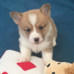 Marty/Pembroke Welsh Corgi/Male/4 Weeks,“Hi there! My name is Marty. I have just met you, and I love you. My current family has raised me to be the most amazing, little puppy you will ever meet. I love to play, take naps, and give kisses. I am a great puppy and will come home to you up to date on my vaccinations and vet checks. I am in search for stuffed animals and toys; will you help me find them? I love to play with everyone. Will you be my new family? I sure hope so.”