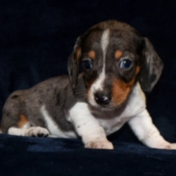 Tripp/Dachshund/Male/6 Weeks,From a game of fetch to a relaxing walk around the block, this boy is ready to be right by your side. Tripp has been waiting to meet his fur-ever best friend and he thinks that you fit the bill. He loves adventure so exploring, running, and playing in the yard is never out of the question. Don't worry though because he is just as content to lounge around snacking on doggy treats, too. This baby boy has been waiting to start his dream life with you and once you meet him you'll know that you were meant to be!