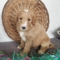 Otis/Goldendoodle/Male/4 Weeks,“Though time can change so many things, I know one thing is true; if you make me your forever baby, I will love you forever. I will love you unconditionally and with all of my heart. We will be best friends forever. I promise to always be on my best behavior and to make you happy when you feel down. I just know we will be so happy together. Please bring me home soon. I am ready to start my life with you!”