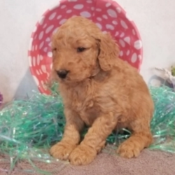 Joey/Goldendoodle/Male/4 Weeks,“Hi! My name is Joey! I am looking for my forever family. I am looking for someone who enjoys the little things in life like cuddling on the couch, playing catch in the yard, and just hanging out on the porch. I promise to be the best friend you have ever had. We will love being us, not needing a lot to make us happy, but just being together, loving each other. If this sounds like what are looking for too then please make me yours forever!