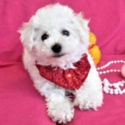 Princess/Bichon Frise/Female/8 Weeks,Princess is a little girl, who needs a wonderful family to shower her with love. She is an inquisitive little beauty who has an affectionate nature. She will have a vet certificate and will be up to date on her vaccinations. Just imagine all the fun things you can do. Whether shopping all day or taking a stroll on the beach, Princess will surely be the loving companion you've been looking for.