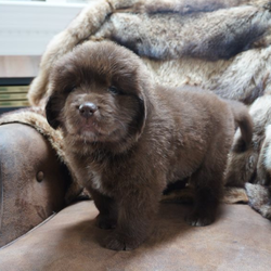 Brown Males/Newfoundland/Male/6 Weeks,Large boned and well bodied, AFFECTIONATE and HEALTHY with an outstanding temperament.Take a moment and take a look at my website latinofcourse.com You will see for yourself the love, time, care and attention all of my dogs and puppies receive.I welcome and encourage visits.Over 40 years of experience dealing with dogs, puppies, dog health and dog training.All of my puppies receive top of the line vaccines-preventative wormings-nutrition-veterinary care-exercise-playtime with children, neighbors and other dogs.All of our parents are tested against hereditary diseases…receive complete health profiles including DNA.And, of course for your puppy you get a written incubating and congenital health guarantee.Complete extensive veterinary exam. Lifetime rehoming guarantee Puppies are raised in my home-right by my side. I encourage visits.MicrochippedI attend multiple dog and puppy care educational seminars every year.Fenced in outdoor play area. Kindergarten puppy training and house training starts immediately.You get more than just a well-adjusted puppy from me. My puppies know ‘car-rides’, ‘walks’, and grooming. I have a home office…so puppies get attention all day, every day.A strong healthy puppy starts with healthy parents. Current and extensive vaccination schedule and health care. Complete comprehensive veterinary exam.The pictures attached show a HEALTHY, LOVED and ATTENTION FILLED puppies.If you like, please give us a call and we would be happy to answer your questions and share more with you about this litter of puppies.