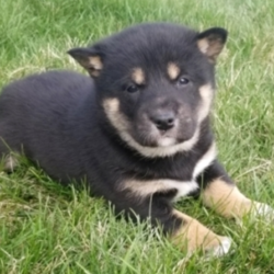 Layla/Shiba Inu/Female/4 Weeks,“Howdy! My name is Layla. I'm a fun-loving puppy who is ready to bring you lots of joy and happiness. I love to play and frolic, but bringing a smile to your face will be my all-time favorite thing to do. My silly shenanigans will always keep you laughing, I promise! I love getting treats for my little puppy antics, but just making you happy is treat enough for me. I've been to the puppy doctor and he told me that I am happy, healthy, and ready to go. So, hurry up and bring me home. I just know that we'll have a blast together!”