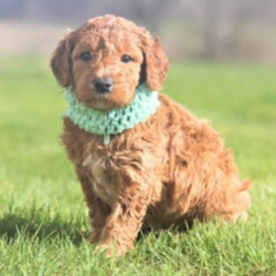 Miss Joy/Goldendoodle/Female/4 Weeks,Meet our little princess, Miss Joy! She loves to wake up early and take long morning walks in the fresh air. Miss Joy has her favorite toys and can play all day. She is very well socialized and will make a great family companion. Miss Joy will have a complete nose to tail vet check and arrive up to date on her vaccinations. She’s ready to meet her new family. Hurry, don’t let her pass you by!