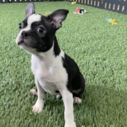 Bishop/Boston Terrier/Male/13 Weeks,“What's your name? I'm only asking because I'd like to know the name of my very best friend. My name is Bishop and I am waiting here just for you. I am affectionate and love to give kisses and snuggles and I will be sure to give you plenty of both. I'm also a pretty big fan of play time. If you have toys, we will have tons of fun, but I know that even if it is just the two of us, we will have a blast. I will also come home to you up to date on my vaccinations and vet checked, that way we can get right to making memories. The sooner you call the better, I can't wait to start my life right by my best friend.”