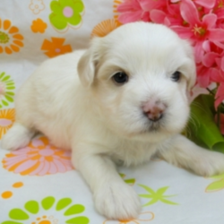 Winston/Coton de Tulear/Male/4 Weeks,Winston is a real treasure, very spirited and awesome little guy. He likes to run and play with the other puppies and loves to be the center of attention. This little guy comes microchipped for his protection. He will be sure to come home to you up to date on his puppy vaccinations and vet checks. We also send him with a care package to include a small bag of eukanuba small breed puppy, harness, lead, toy and his own blankey.