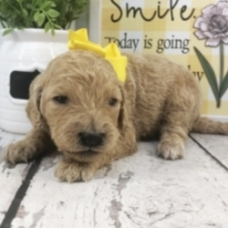 Millie/Goldendoodle/Female/3 Weeks,“My name is Millie and I believe in love. I believe in sharing smiles, hello hugs, and goodnight kisses. I believe in playing fair, taking turns, and holding hands or paws in my case. I believe in making wishes come true, and friendships last. If you believe in all of that too, make me yours. I promise to never let you down and to always be there when you need me.”