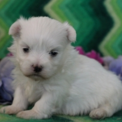 Betsy/Maltese/Female/4 Weeks,This is Betsy! She is ready to come home and be your best friend. As soon as you walk in the door she’ll be right there to greet you with her wagging tail. Betsy will be up to date on vaccinations and pre-spoiled when arriving home to you. She is eager to learn everything you want to teach her and she can’t wait to arrive at her new home to begin. Don’t miss your chance to add this loving pup to your family!