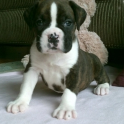 Alexa/Boxer/Female/5 Weeks,“Are you looking for the best puppy ever? Well, you found me! My name is Alexa and I am the best! How do I know? Well, just look at me. Aren’t I adorable? Also, I come up to date on my vaccinations and vet checked from head to tail, so not only am I cute, but healthy too! I promise to be on my best behavior when I’m with my new family. I listen carefully and I’m well socialized. I’m just a bundle of joy to have around. So, hurry and pick me to show off what an excellent puppy you have!”