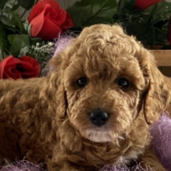 Aleah/Cockapoo/Female/6 Weeks,This cutie is Aleah! She’s just a doll. Her coat is soft to the touch. Just one look into those eyes and you’ll be in love. Aleah loves to be spoiled, and would love nothing more than to have a family she can call her own. She loves to run around and play, she will not leave you with any dull moments. When arriving to her new home, she’ll come up to date on vaccinations, vet checked and pre-spoiled! Hurry! Aleah can’t wait to meet her new family!