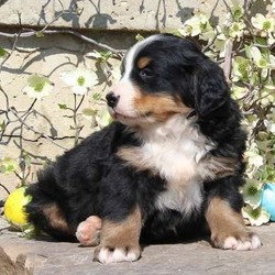 Laura/Bernese Mountain Dog/Female/6 Weeks,Laura is an adorable Bernese Mountain Dog puppy who will steal your heart in a minute. This cute pup is vet checked, up to date on shots and wormer, plus comes with a health guarantee provided by the breeder. Laura is family raised with children and has a laid back personality. She has nice markings and sturdy frame! To find out how you can welcome Laura into your home, please contact the breeder today!