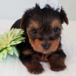 Allen/Yorkshire Terrier/Male/3 Weeks,“What's your name? I'm only asking because I'd like to know the name of my very best friend. My name is Allen and I am waiting here just for you. I am affectionate and love to give kisses and snuggles and I will be sure to give you plenty of both. I'm also a pretty big fan of play time. If you have toys, we will have tons of fun, but I know that even if it is just the two of us, we will have a blast. I will also come home to you up to date on my vaccinations and vet checked, that way we can get right to making memories. The sooner you call the better, I can't wait to start my life right by my best friend.”