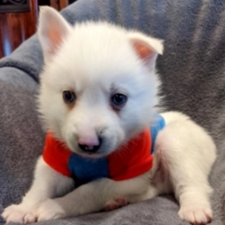 Thor/Pomsky/Male/8 Weeks,“Ready for a lifetime of endless love? Then look no further, because I am going to do my very best to always please you. I will love you and be your fur-ever best friend. I come up to date on my vaccinations and am ready to come home to play. Just look at me and you will see that I will complete you. I hope you pick me, as I have been custom made for someone special."
