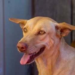 Adopt a dog:Echo/Pharaoh Hound/Female/Adult,Birthday: May 2016
Weight: 35lbs
Rescue: Echo is a Soi Dog rescued from the illegal dog meat trade in Southeast Asia by Soi Dog Foundation, our partner rescue based in Thailand. She and a group of her friends traveled from the SDF facility in Phuket and were flown stateside to The Barking Lot in March 2019. Echo is gentle and mellow. She is slightly shy at first but warms up quickly with new people and is happy to make new friends, both human and dog. She's a very sweet girl who will make a loving companion. Echo walks nicely on a leash and loves treats! 

If you'd like to meet this pup, please visit www.thebarkinglot.net/adoptTo initiate the adoption process for this dog, please complete our online application by clicking below. Your adoption coordinator will respod to you via email once they receive your application: www.thebarkinglot.net/adopt