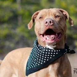 Adopt a dog:Fontaine/Vizsla/Male/Adult,6yr Neutered Male Pit/Vizsla Mix

UTD Vaccinations, including Rabies and Bordetella

I prefer dogs my size, but no cats or small animals please

Respectful older children ok

Hi everyone! My name is Fontaine. My family got tired of taking care of me and were on the way to have me euthanized when a kind woman brought me to a safe place. I stayed there for a while until one of the farm hands here found me. Im so happy they did, since I know my new family will find me now, and I will have a place to call home and somebody to play tug with me. I have been a farm dog for a while and would love a family of my own.

Being a solid sized boy in the prime of my life, my biggest dream is to find someone who wants to take me with them as they adventure and see the sites. We could hike up the mountain, or go to the lake, I don't really care, let's just live life to the fullest. My foster family has spent time training with me, so I got those basic obedience commands down, and certainly am respectful of rules and only go potty outside. I'm pretty keen on the belly rubs too! If you have another doggo my size, I'm down with sharing. Just no cats or other small animals, please. I'm not going to lie, they drive me crazy and are just not meant to be in my inner circle.

The farm hands want only the best for me, so with the help a very generous benefactor I attended a full 6 week board and train with Method K9. The best part is, once I get adopted, we get to continue with training brush-ups for life for free!

Toodles,

Fontaine