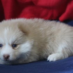 Jack/Pomsky/Male/4 Weeks,Jack is a little darling who loves taking naps and sticking close to mom. He is beginning to become a bit more adventurous, and loves exploring with his litter mates. He will arrive to you up to date on his vaccinations, along with a full nose to tail vet check. Jack promises not to disappoint and is patiently waiting just for you! Don't miss out on calling this cutie yours!