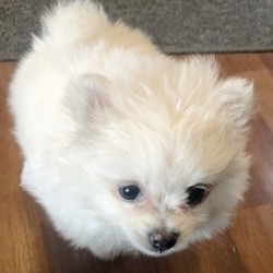 Theron/Pomeranian/Male/8 Weeks,“I bet that you’ve never seen a puppy like me! I’m just that cute! My name is Theron and playing is my game. I can’t wait to meet my new family. We are going to have so much fun together. We’re going to go for nice walks, play lots of games, and when we’re done we’ll curl up next to each other. Do you think you could be the family for me? I hope so! Oh, and did I mention that I give world-famous puppy kisses? Don’t miss out on them!”