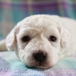 Huey/Bichon Frise/Male/4 Weeks,Meet Huey! He is sure to make your life complete with every puppy kiss and tail wag. He is a wonderful little guy who loves to cuddle, but also knows how to play and have a good time. Huey will come home to you current on vaccinations and with our vet's seal of approval. Don't miss out on this one of a kind puppy, as he will bring your family closer together with his infectious energy and warm heart!