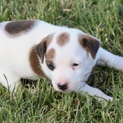 Cricket/Jack Russell Terrier/Female/4 Weeks,Cricket is a fun and silly puppy that is ready shower you in tons of puppy kisses. If you like spending your days binging on Netflix and chopping down on snacks, then Cricket would love to be by your side. Don't be fooled, because she is sure to enjoy a walk with her best friend or playtime in the yard! This dream girl will be vet checked and up to date on her vaccinations by the time she gets to you. Get ready for the good times ahead because this girl will add the pizzazz to your life that you have been looking for.