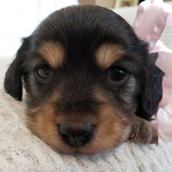 Moana/Dachshund/Female/4 Weeks,Wow! Moana is simply precious! You just can't go wrong choosing her. Moana has been raised in a loving environment, so she's already been pre-spoiled. This cutie comes up to date on vaccinations and vet checked to help make her transition from our home to yours an easy one. What more could you ask for? Whether playing all day or lounging on the couch with you, Moana will surely make your family complete!