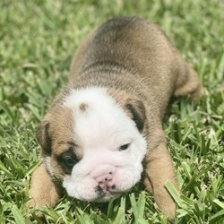 Ziggy/Bulldog/Male/3 Weeks,Ziggy is a AKC Bulldog from champion lines. He will be sure to shower you with his puppy love kisses every morning just to let you know how much you mean to him. Ziggy will come home to you happy, healthy, and ready to play. He will be up to date on his puppy vaccinations and vet checks, just in time to come to his new home. Don’t miss out on the newest addition to your family. He will be sure to steal your heart away.