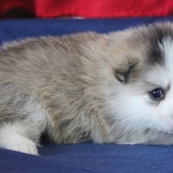 Tina/Pomsky/Female/4 Weeks,Tina is quite content to spend her time eating and growing under the watchful eye of her mother. Her other favorite activity is napping, and it will be only a matter of time before her playful personality shines through. When arriving to her new home, she’ll come up to date on vaccinations, vet checked and pre-spoiled! Hurry! Tina can’t wait to meet her new family!