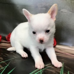 Charlie/Chihuahua/Male/6 Weeks,“Hi, my name is Charlie. I am so anxious to meet my new forever family. Could that be with you? I sure hope so. I am a gorgeous puppy with a personality to match. I am also up to date on my vaccinations and vet checked from head to tail, so when you see me I will be as healthy as can be. I will be the best friend you’ve dreamed of. I promise you won’t regret it. I will love you, kiss you, and teach you to play so be sure to choose me today!”
