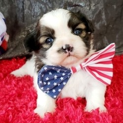 Spot/Shih Tzu/Male/5 Weeks,Stop right there! You have found your new baby boy. Spot is as adorable as a puppy can be. He will be sure to shower you with his puppy love kisses every morning just to let you know how much you mean to him. Spot will be sure to come home to you happy, healthy, and ready to play. He will be up to date on his puppy vaccinations and vet checks just in time to come to his new home. Don’t miss out on the newest addition to your family. He will be sure to steal your heart away.