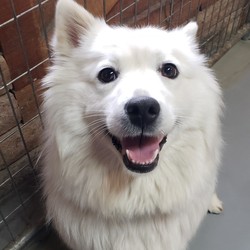 Adopt a dog:Bella - In Training/Samoyed/Female/Young,Hi! My name is Bella 

I am in training and not quite ready to go home but if you would like to learn more about me or meet me, please call my friends at CRCS! 775-800-1906