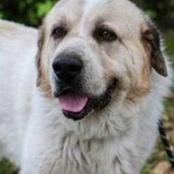 Adopt a dog:Durango/Great Pyrenees/Male/Adult,Please fill out our short application - the link is below.
Let's Find His Forever Home. Durango was found zigzagging in traffic in San Antonio, TX. Several people have mentioned that he looks a great deal like a Pyrenean Mastiff. Durango is a BIG boy with a beautiful block head and badger markings. He's approximately 3.5 yrs old and we think he's an Anatolian-Pyrenees mix. His coat is a bit shorter but he's long on sweetness! He is good with other dogs and housebroken. He is currently in Spring TX but he can be on the next NW transport.

*GPRS Dog Dossier*

Name: Durango

Age: 3.5Y

Housebroken: Yes

All dogs and puppies require VISIBLE fencing

Adoption Fee: $275

Every GPRS dog is fully vetted (current on shots and has been spayed/neutered).

Adoption applications can be found on our website at

https://www.greatpyreneesrescuesociety.org/forms/ .

Northwest adopters pay the cost of transport to independent transport service.

ADOPTION, FOSTERING, AND DONATIONS are just some of the ways you can help a rescued dog. We have worked hard to cultivate a large network of volunteers to save this majestic breed. While monetary donations are always much appreciated, you can also help by donating your time as a GPRS foster or volunteer!

If you are interested in adopting this dog or need further information, please contact GPRS at info@greatpyreneesrescuesociety.org or fill out our SHORT application form on our website.