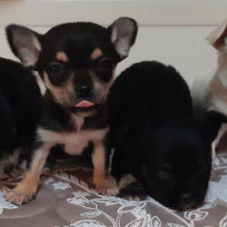 Teacup chihuahua puppy/Chihuahua//,Hi I have a beautiful. Lita of 4 teacup 
 
Chihuahua puppy’s for sale all puppy’s are ready to leve for ther forever-home mum and dad can be seen as they are family pets all puppy’s are good with kids and other animals also very playful the puppy’s are 12weeks old have been wormed fleed and vet checked I have one adorable girl witch is white with long hair very small and playfully then I have a Black and Tan baby boy smooth hair smallest out of all but is most playful and as I wood say I think he is the boss then I have one long hair boy Black very beautiful and a mother boy long hair Black and Tan please if u wood like any more info contact me on -07435903812\n