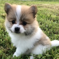 Zabella/Pomeranian/Female/7 Weeks,Meet Zabella! This cutie is ready to wiggle her way into you home and heart. She is a sweet and beautiful little girl that is sure to draw a crowd when you are out and about. Zabella has been lovingly raised. She will arrive up to date on her vaccinations, vet checked and spoiled. Don't miss out on bringing this cutie home to your family. Once she is with you, you will wonder what you ever did without her!