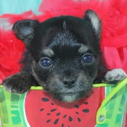 Ziggy/Chihuahua/Male/4 Weeks,Meet Ziggy! Coming home from a long day, he will be eagerly waiting to plant the sweetest puppy kisses on your face, while your frustration melts away! Wouldn't he be cute with a bow tie and polo shirt while your out on the town running errands? He is sure to make you the envy of all dog lovers. While small, don't let Ziggy's size fool you. He will come home to you up to date on his puppy vaccinations and vet checks. Don’t let this baby boy pass you by. He will be that perfect, fun-loving addition that you have been looking for.