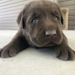 Gordy/Labrador Retriever/Male/4 Weeks,“Why roll the dice to see what you get when I'm the cutest puppy for your family to get. Throw me a ball or show me your lap, it won't take you long to figure out where I'm at! I may be young now, cute and cuddly at best, but wait until I get bigger, then it will be lots of adventures with no rest! Take me home now and you won't regret it. The bond that we'll build, of love and affection, will make a lifelong partnership and an unforgettable connection!”