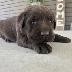 Gordy/Labrador Retriever/Male/4 Weeks,“Why roll the dice to see what you get when I'm the cutest puppy for your family to get. Throw me a ball or show me your lap, it won't take you long to figure out where I'm at! I may be young now, cute and cuddly at best, but wait until I get bigger, then it will be lots of adventures with no rest! Take me home now and you won't regret it. The bond that we'll build, of love and affection, will make a lifelong partnership and an unforgettable connection!”