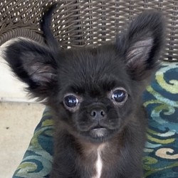 Kors/Chihuahua/Male/15 Weeks,Kors is the one you have been looking for! He's perfect in every way! He is outgoing, playful, loving, and charming. He is well mannered and always happy. He would love a family of his own and wouldn’t mind having a child to keep him busy. Just look into those eyes and tell me he isn’t adorable! He is always so sweet and wants to please. Kors will arrive to his new home happy, healthy, and ready to fill your home with his puppy love. He will be up to date on his puppy vaccinations plus he will get a vet check prior to coming home to you. What are you waiting for? You have found the perfect puppy! Let’s get Kors home to you!