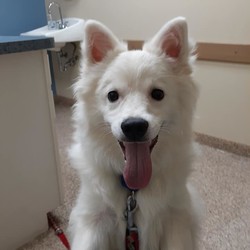 Adopt a dog:Marley/American Eskimo Dog/Male/Baby,MARLEY is all PUPPY!  This standard size 9 month old male Eskie wants to play, and then play again, and then play more.

He would do better with a dog his size, about 23lbs or even bigger to romp and tackle.  He likes to play on the rough side, he is all boy. 

He would run along side kids but they have to be respectful and know how to be good with dogs. 

He needs to go outside to go potty first before playing otherwise he comes back into the house and whines to back outside to go potty.

He is fostered near Cincinnati, OH