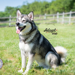 Adopt a dog:Klondike/Alaskan Malamute/Male/Baby,Born December 2018, Klondike is a 95-pound one-year-old pup that came to us from a shelter. He probably has lived in a home at one time because he is potty trained and will sleep in a crate with no fuss. This teenager is learning doggy manners and enjoys playfully learning his boundaries. He can be mouthy too, but with exercise, mental stimulation, and appropriate chewing toys like a Nylabone, he is learning what is acceptable.  He enjoys playing with a tennis ball. 

He needs to continue fear-free dog training to help build confidence. New environments and experiences cause anxiety so baby steps for this pup.  Practicing ZEN & giving 