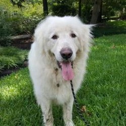 Adopt a dog:Ice/Great Pyrenees/Male/Adult,Please fill out our short application - the link is below.
Hi! My name is Ice and I am a big, beautiful, gentle boy. My human got sick and couldn't keep me so he sent me to GPRS to find me a good home. I like to be brushed and will let you do whatever needs to be done without fussing. I am feeling disoriented and confused right now. Where is my person? I miss them. Please help me find a good home.

*GPRS Dog Dossier*

Name: Ice

Age: 6y5m

Housebroken: Yes

Location: TX (Can be on the next NW transport)

Notes:

All dogs and puppies require VISIBLE fencing

Adoption Fee: $275

Every GPRS dog is fully vetted (current on shots and has been spayed/neutered).

Adoption applications can be found on our website at

https://www.greatpyreneesrescuesociety.org/forms/ .

Northwest adopters pay the cost of transport to independent transport service.

ADOPTION, FOSTERING, AND DONATIONS are just some of the ways you can help a rescued dog. We have worked hard to cultivate a large network of volunteers to save this majestic breed. While monetary donations are always much appreciated, you can also help by donating your time as a GPRS foster or volunteer!If you are interested in adopting this dog or need further information, please contact GPRS at info@greatpyreneesrescuesociety.org or fill out our SHORT application form on our website.