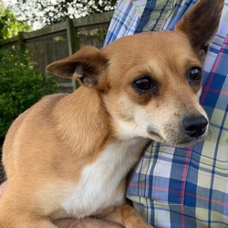 Adopt a dog:Me/Chihuahua/Female/Adult,I-2 years old 
female Chihuahua mix 
Heartworm negative

We will be transporting these dogs Oregon - July 11th (Saturday)

HOW TO ADOPT? Since we can't have our normal events at Petsmart from because of the virus will only be doing pre-adoptions. If you want to adopt you would need to pick out a dog and pre-adopt the dog ahead of time (pay and fill out adoption paperwork). We will only be driving up the pre-adopt dogs, we will be meeting the adopters in Hillsboro Oregon.

Delivery Day
July 11th - Saturday 
Hillsboro Oregon 

By pre-adopting this would guarantee you could adopt the dog of your choice once approved.  To do this you would need to fill out our rescue group application and email it back to us.  With this option you don't get the meet the dog ahead of time before adopting.  Please fill it out and email it back to us and we can get started on the process.  

Adoption fee is $550 which includes spay/neutered, microchip, shots up to date and rabies certificate

Email us for more info about how to adopt - animalrescuekingdom@gmail.com
