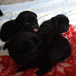 Pug puppies for sale/Pug/Male/Female/4 weeks 4 days,Puppies available from 5th july when they will be 8 weeks old. Pedigree and kc registered. Microchipping and vaccinations included. My girls first litter were born naturally. Have 2 boys and 2 girls available. £300 deposit none refundable required to avoid time wasters.